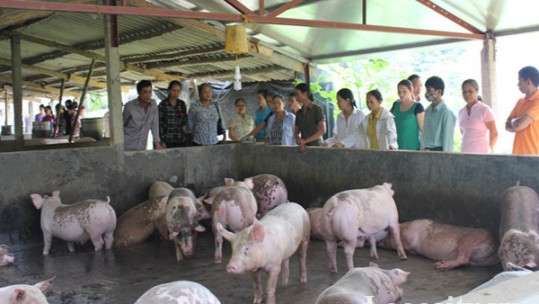 Ổn định thị trường lợn giúp người dân yên tâm chăn nuôi