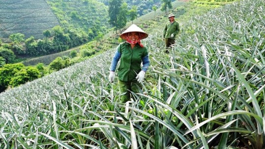 Lào Cai chuyển dịch cơ cấu kinh tế nông thôn