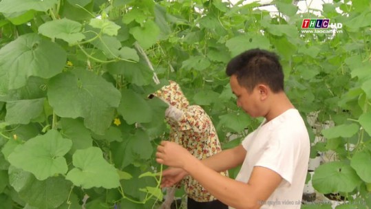 Giá trị sản xuất nông nghiệp ứng dụng công nghệ cao của Lào Cai đạt gần 300 tỷ đồng/năm