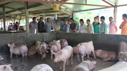 Tăng cường ngăn chặn nguy cơ xâm nhiễm bệnh dịch tả lợn châu Phi vào địa bàn tỉnh Lào Cai