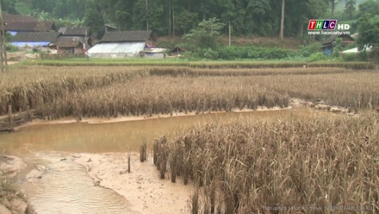Gần 10ha lúa ở xã Nấm Lư (Mường Khương) bị hỏng do ngập úng
