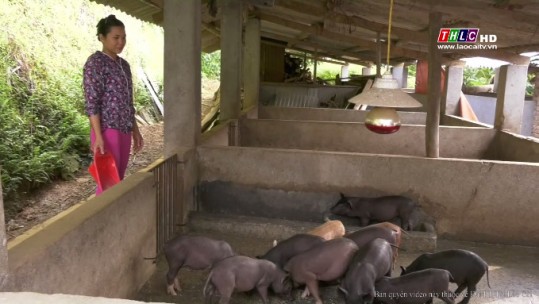 Chủ động phòng chống dịch tả lợn châu Phi