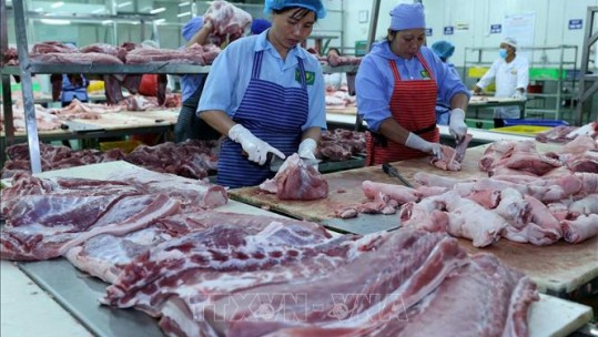 Thị trường cuối năm không lo thiếu thịt lợn