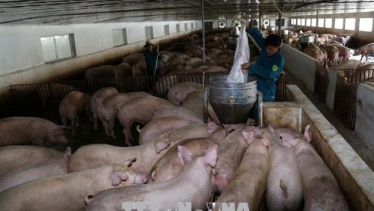 Thận trọng tăng đàn lợn trước 'cơn bão' tăng giá