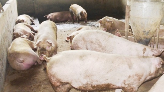 Dịch lở mồm long móng trên đàn lợn có nguy cơ lây lan diện rộng