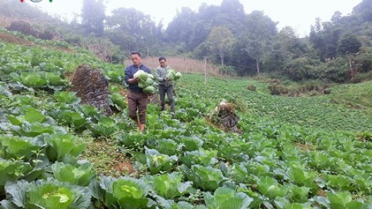 Bắp cải trái vụ - hướng thoát nghèo hiệu quả ở vùng cao Si Ma Cai