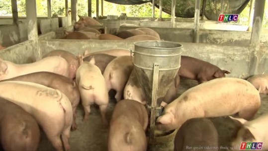 Bảo Thắng: Khống chế thành công dịch lở mồm long móng trên đàn lợn