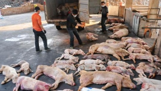 Thành lập đội ứng phó nhanh để ngăn chặn dịch tả lợn Châu Phi