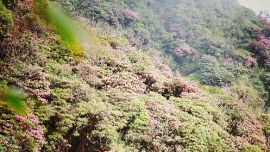 7 cây đỗ quyên cành thô được công nhận là “Cây di sản Việt Nam