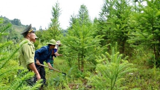 Nông dân có thu nhập cao từ việc trồng và bảo vệ rừng