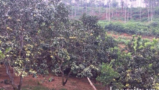 Lào Cai phê duyệt dự án phát triển sản xuất cây bưởi da xanh