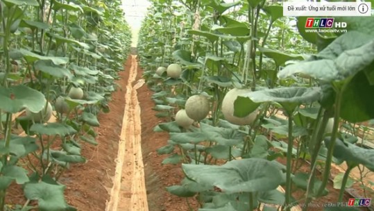 Lào Cai: Có 124 ha cây ăn quả ôn đới ứng dụng công nghệ cao