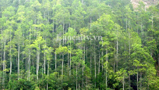 Quỹ Dịch vụ môi trường rừng - còn nhiều dư địa để gia tăng