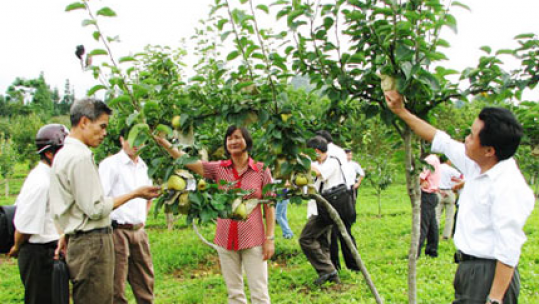 Lào Cai phát triển vùng trồng cây ăn quả tập trung