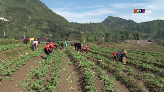 Giải pháp đầu ra cho nông sản Lào Cai