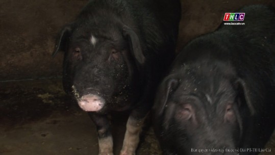 Lợn đen Mường Khương – giống lợn quý quốc gia