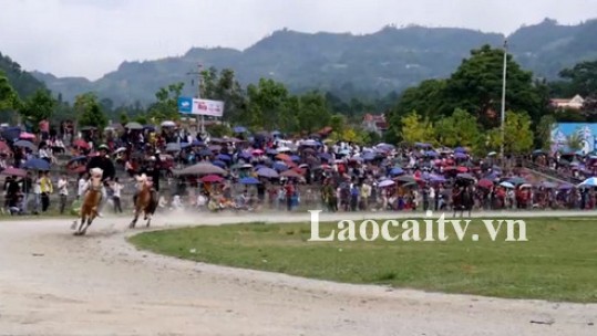 Hấp dẫn vòng loại giải đua ngựa truyền thống Bắc Hà