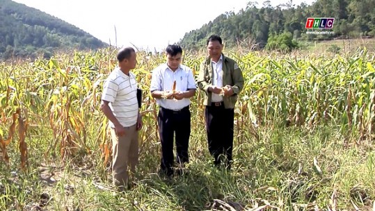 Hàng trăm ha rau màu thiệt hại do nắng nóng