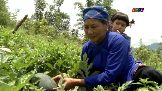 Nông dân xã Nậm Sài thu hoạch dưa hấu