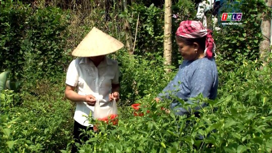 Triển vọng từ mô hình trồng cây ớt tại xã Khánh Yên Thượng, huyện Văn Bàn