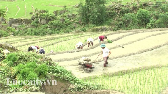 Vùng cao Lào Cai khẩn trương sản xuất vụ mùa