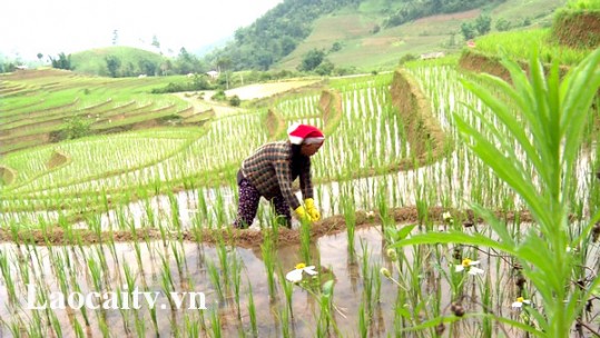 Khôi phục, duy trì giống lúa nếp Mường Bo