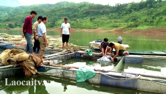 Nuôi cá tầm trên hồ thủy điện Bắc Hà