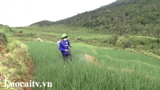 Nỗ lực phòng trừ sâu keo gây hại lúa, ngô