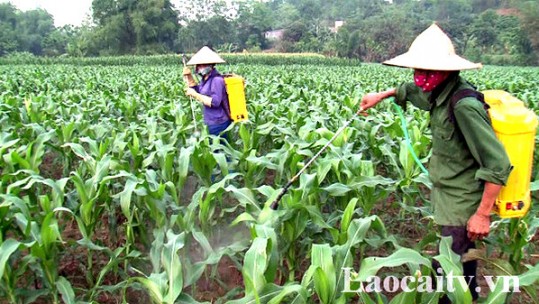 Khẩn trương triển khai các biện pháp phòng, chống sâu keo