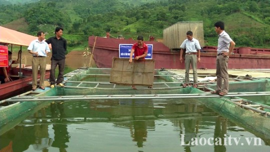 Cơ hội làm giàu từ nuôi cá đặc sản trong lồng bè