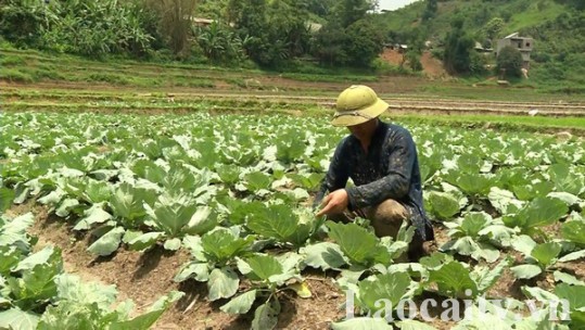 Đưa rau ôn đới trái vụ vào trồng thử nghiệm tại Liêm Phú (Sa Pa)