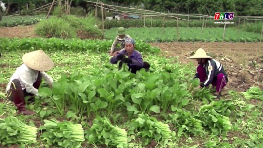 Hiệu quả liên kết nông dân qua chi – tổ hội nghề nghiệp