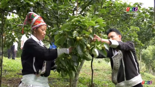 Cây ăn quả mang về gần 250 tỷ đồng cho Lào Cai trong 6 tháng đầu năm