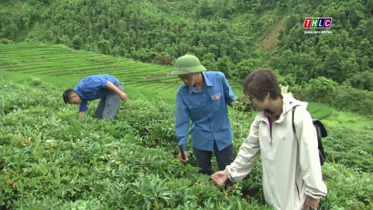 Gỡ khó cho phong trào thanh niên lập nghiệp