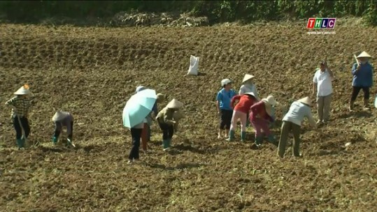 Người nông dân tự tin làm giàu khi làm chủ kỹ thuật sản xuất