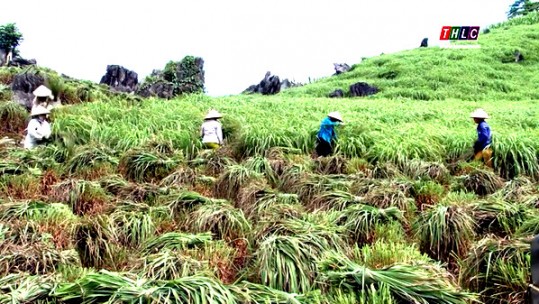 Cây trồng mang niềm hy vọng mới