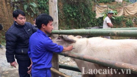 Lào Cai cần hoàn thành tiêm phòng cho đàn gia súc, gia cầm trước 30/10