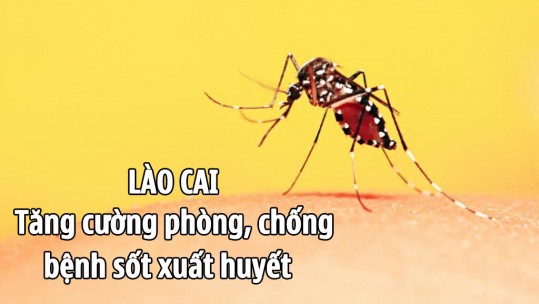 Tăng cường phòng, chống dịch bệnh sốt xuất huyết trên địa bàn tỉnh