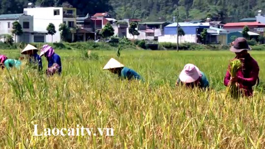 Nông dân huyện Mường Khương bắt đầu thu hoạch lúa mùa