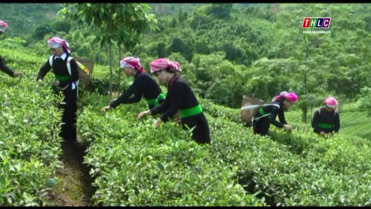 Về đích sớm mục tiêu nhiệm kỳ 2015 - 2020: Nông nghiệp Lào Cai về đích sớm