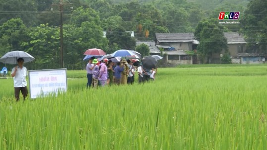 Về đích sớm mục tiêu nhiệm kỳ 2015 - 2020: Lào Cai hướng đến sản xuất lương thực chất lượng cao