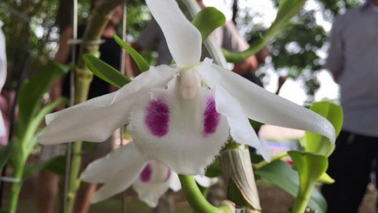 Chiêm ngưỡng những loài hoa phong lan đẹp ở Lào Cai
