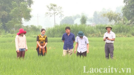 Nông dân Phú Nhuận chủ động phòng chống sâu bệnh hại lúa mùa