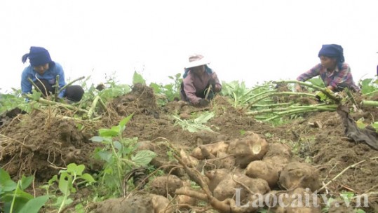 Bát Xát: Nguyên nhân nông dân thu hoạch củ Hoàng sin cô non
