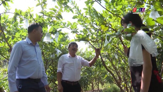 Nông dân Lào Cai: Gương nông dân sản xuất kinh doanh giỏi ở Bảo Yên (14/10/2020)