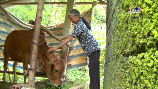 Truyền hình nhân đạo: Hiệu quả mô hình ngân hàng bò tại xã Trì Quang, huyện Bảo Thắng