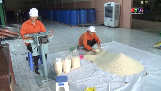 Nông sản an toàn: Chuỗi gạo Séng cù Mường Khương (6/11/2020)