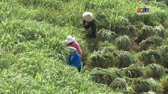 Lào Cai giảm nghèo bền vững (23/12/2020)