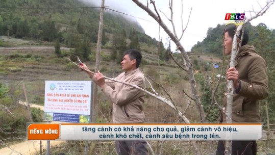 Phóng sự tiếng Mông: Kỹ thuật trồng cây ăn quả ôn đới ở Si Ma Cai (4/1/2021)