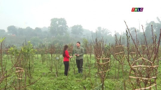 Đi lên từ bản: Mô hình trồng đào mini tại phường Bình Minh, TP Lào Cai